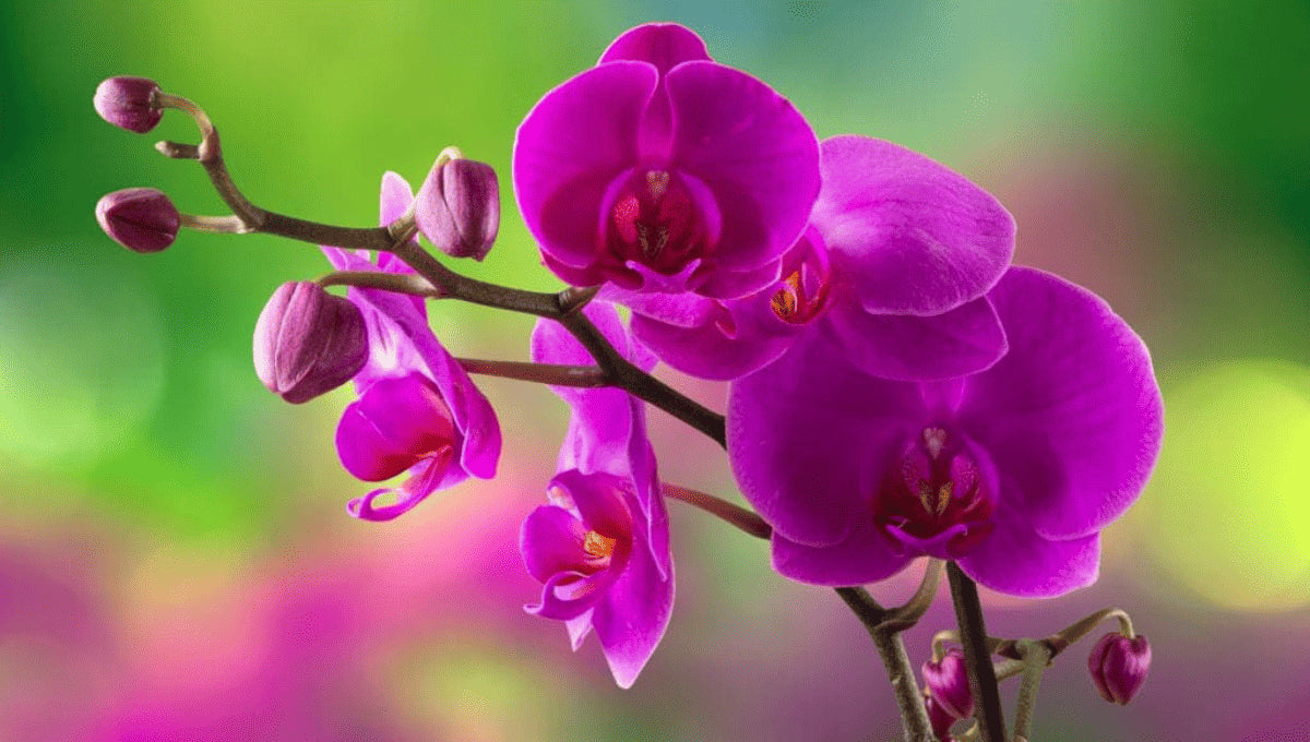 Orchid Scent